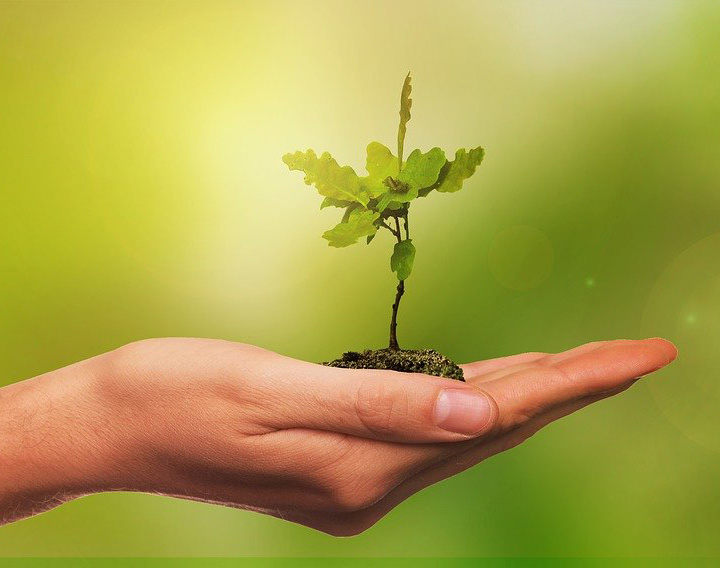 Open hand with sapling in soil