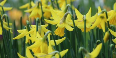 A group of daffodils growing outside