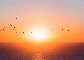 Birds flying in front of a sunset over the ocean